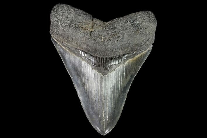 Serrated, Fossil Megalodon Tooth - Nice Tip! #112129